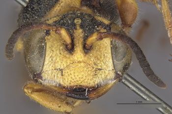 Media type: image;   Entomology 23542 Aspect: head frontal view